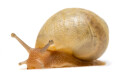 Lissachatina immaculata ssp South Africa albino shell juvenil